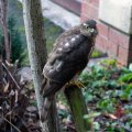 Sparrowhawk after his dinner